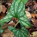 Cercestis mirabilis Leaf