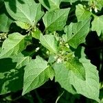 Solanum nigrum Blad