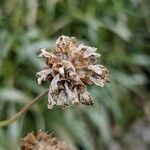 Lomelosia graminifolia Frutto