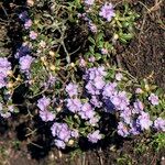 Rhododendron hippophaeoides Natur