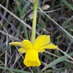 Narcissus assoanus Květ