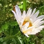 Leucanthemum maximumFlower