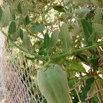 Araujia sericifera Frukt