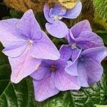 Hydrangea spp. Blüte