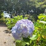 Hydrangea macrophyllaÇiçek