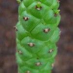Euphorbia schubei Schors