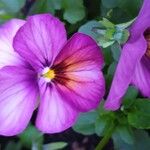 Viola × williamsii Blüte