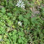 Anemone berlandieri Hàbitat