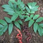 Cojoba catenata Hoja