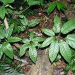 Trevesia burckii Leaf