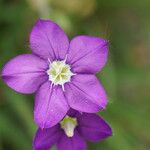 Legousia speculum-veneris फूल