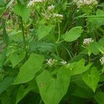 Mikania scandens Fuelha