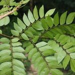 Tessmannia lescrauwaetii Blatt