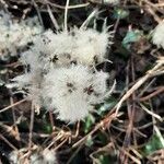 Clematis virginiana Blodyn