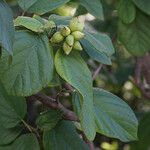 Cordia sebestena Vaisius