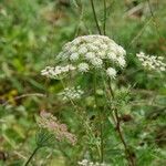 Seseli annuum Blüte