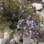 Limonium cordatum Λουλούδι