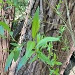 Salix triandra Leaf