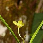 Orleanesia amazonica Çiçek