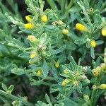 Cytisus oromediterraneus Frunză