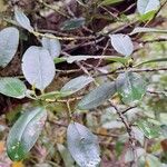 Ilex canariensis Leaf