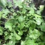 Rumex scutatus Hoja