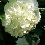 Viburnum macrocephalum Leaf