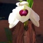 Dendrobium nobile Blomst