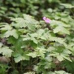 Geranium × oxonianum ᱥᱟᱠᱟᱢ