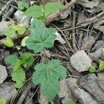 Acer × bornmuelleri Deilen