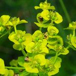 Euphorbia esula Flower