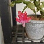 Schlumbergera russellianaFlower