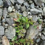 Chenopodium polyspermum Blad