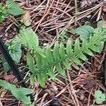 Polypodium interjectum ഇല