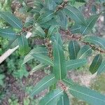 Salix triandra ഇല