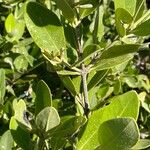 Avicennia germinans Leaf