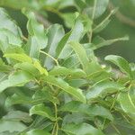 Dalbergia obovata Leaf
