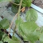 Rubus bollei Pokrój