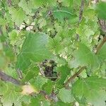 Ribes alpinum List