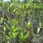Baloghia neocaledonica Habit
