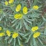 Euphorbia dendroides Leaf