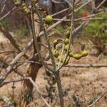 Erythrina abyssinica Fruit