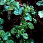 Saxifraga cuneifolia Лист