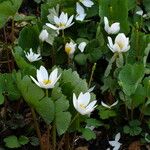 Sanguinaria canadensis Хабит