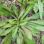 Crepis mollis Blad