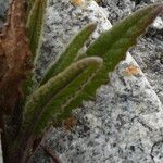 Senecio rhizomatus Leaf