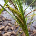 Carex utriculata Õis