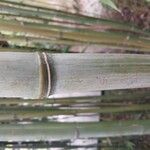 Phyllostachys bambusoides Bark