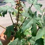 Ricinus communis Кветка