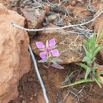 Clarkia rhomboidea Blüte